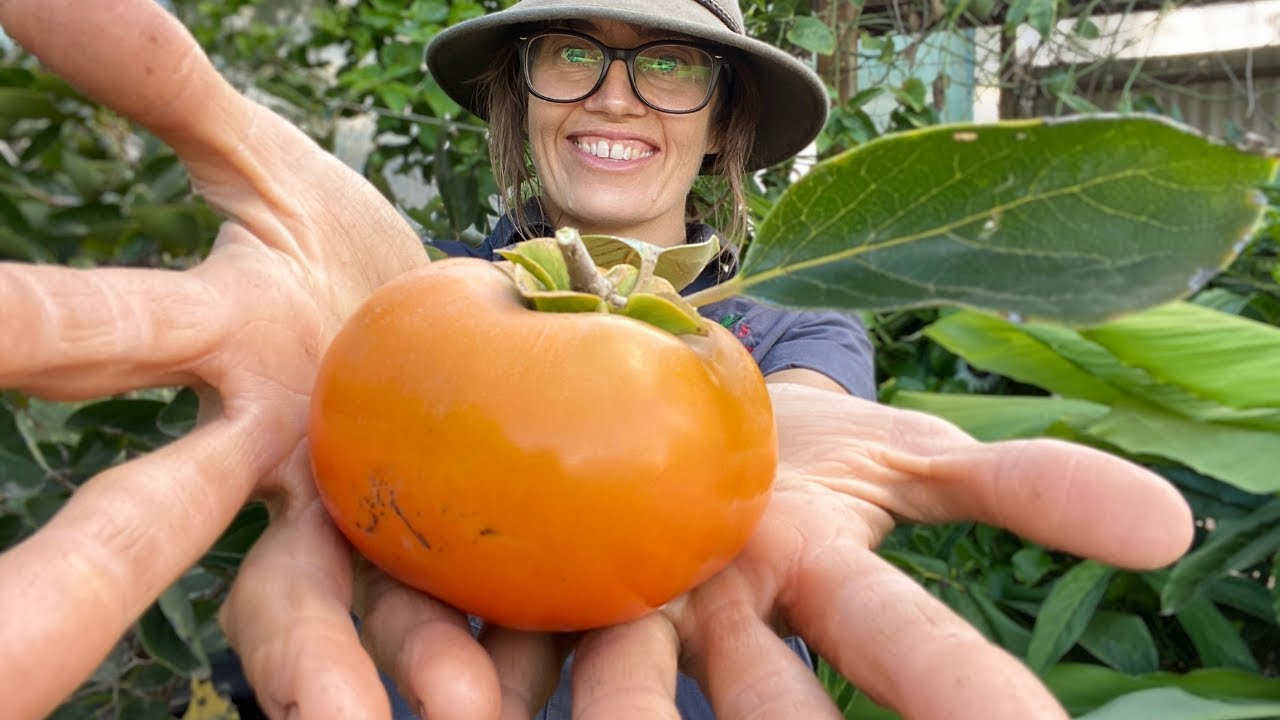 persimmon where to buy